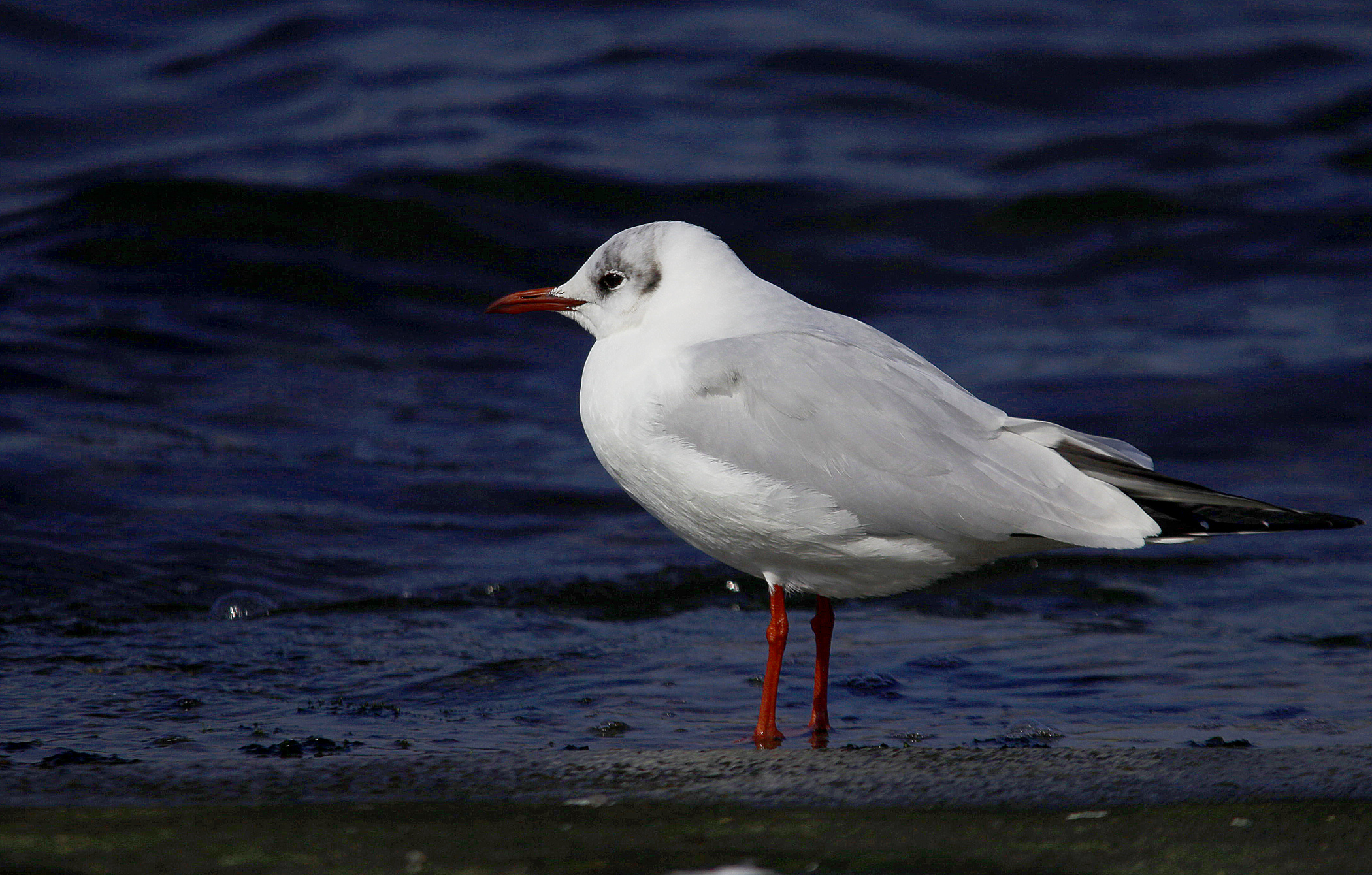 Black-headed Gull